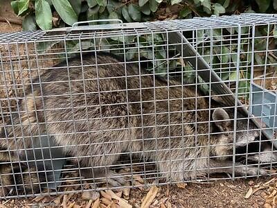 Richmond pest control